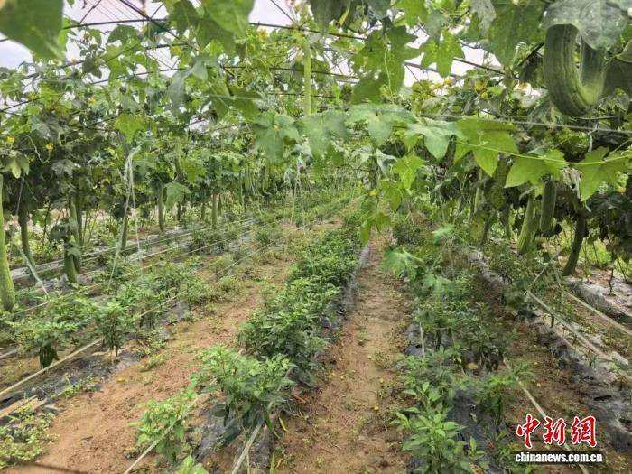 高平：闲置资源再“生金” 特色产业促振兴麻将胡了2模拟器试玩乡村行·看振兴）山西(图3)